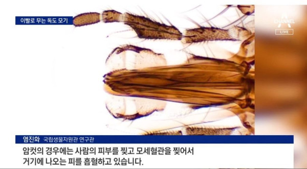 독도에서 발견된 이빨로 물어뜯는 모기