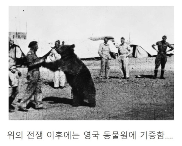 세계 최초 군인이었던 곰
