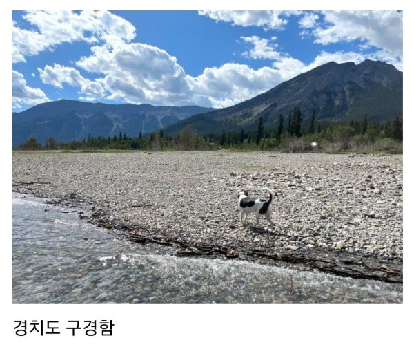 캠핑 가서 흑곰한테 삥 뜯긴 디시인